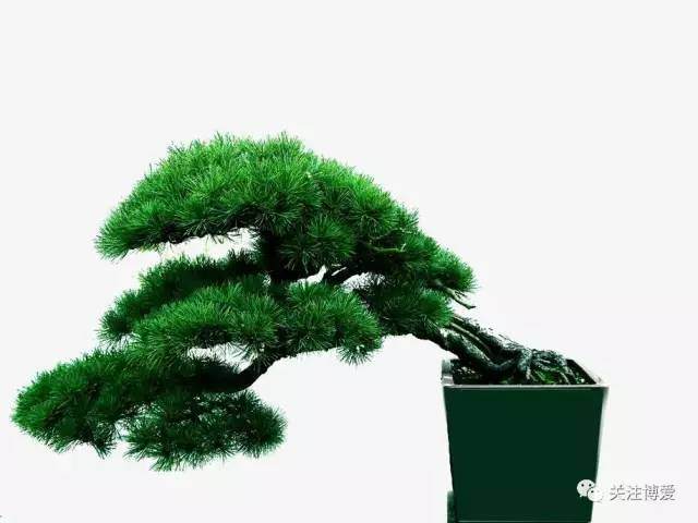 关于举办博爱县&ldquo;园林杯&rdquo;首届盆景展的通知【多图】