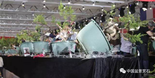 谁将是中国盆景史上的第一个全国冠军?