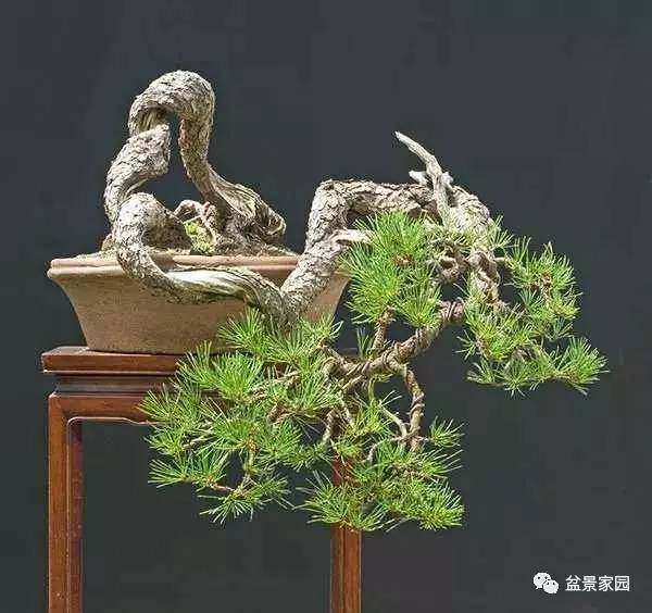 黑松盆景为什么要疏叶?【图解】