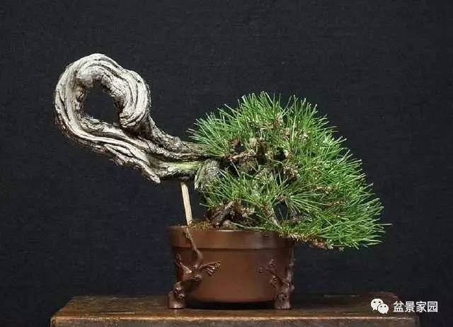 黑松盆景为什么要疏叶?【图解】