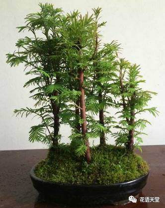 要想正确养护水杉盆景 应该先施基肥【图解】