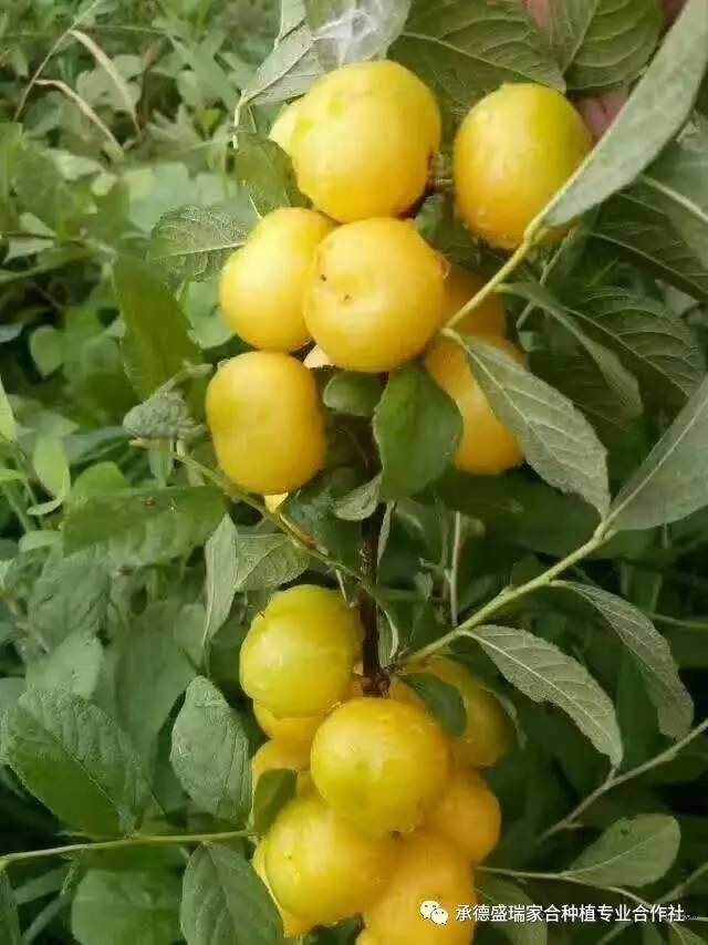 欧李盆景栽培有哪些优势?