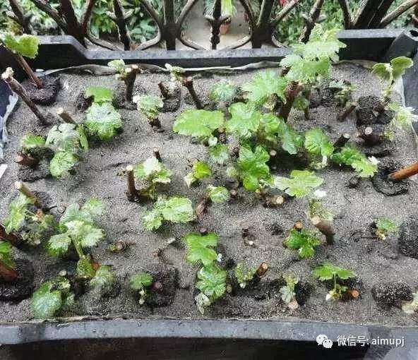 盆景扦插过程中要注意几个关键的问题