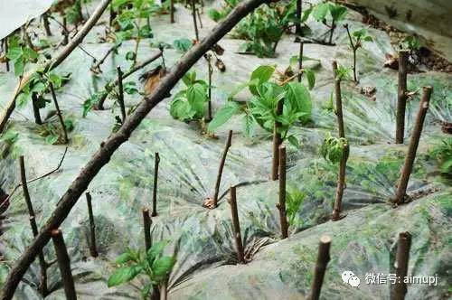 盆景扦插发芽过程中要注意的3个方法