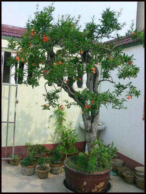 一般盆栽花木什么时间修剪好?