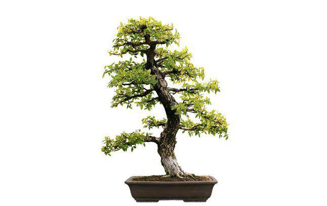 盆栽花木叶片变黄“急诊术”