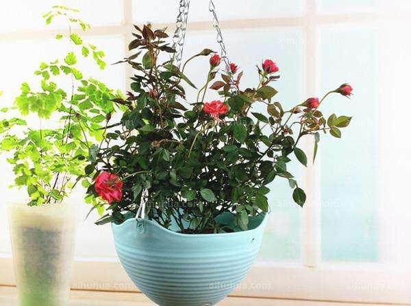 哪些月季品种适合盆栽?【图解】