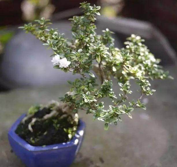 对盆栽六月雪进行雪矮化的措施【图解】