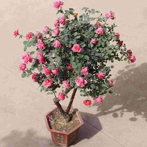 如何让盆栽月季修剪过冬