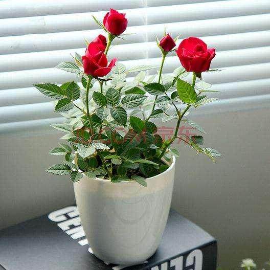 教你月季花的养殖方法怎样养?【图解】