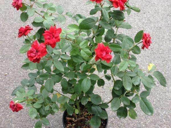 盆栽月季如何在室外越冬好?【图解】