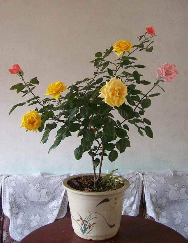 盆栽月季怎样过冬?【图解】