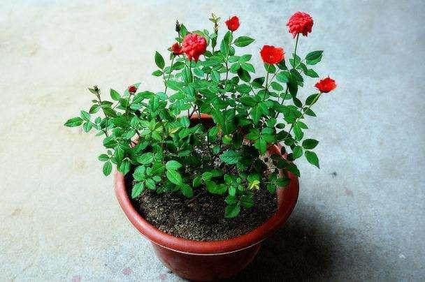 盆栽月季如何度过夏季？【图解】