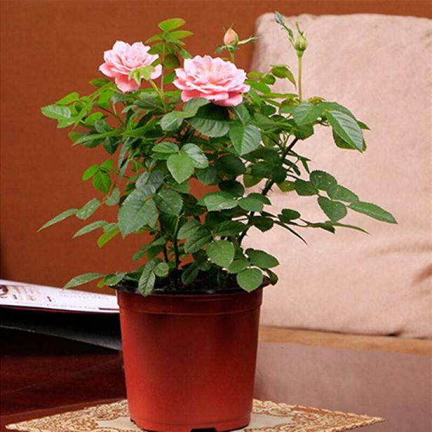 盆栽月季的安全越冬技巧【图解】