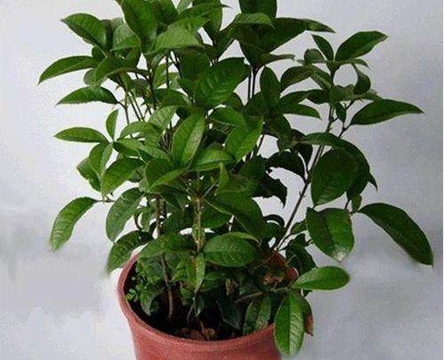 盆栽桂花 冬季千万不要修剪【图解】