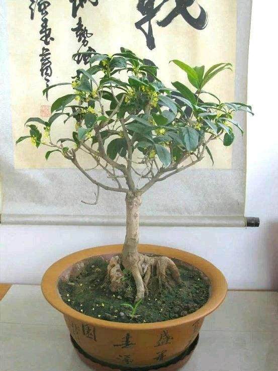 我买了一盆桂花盆栽,朋友说是南方花卉,在北方能养好吗?【图解】