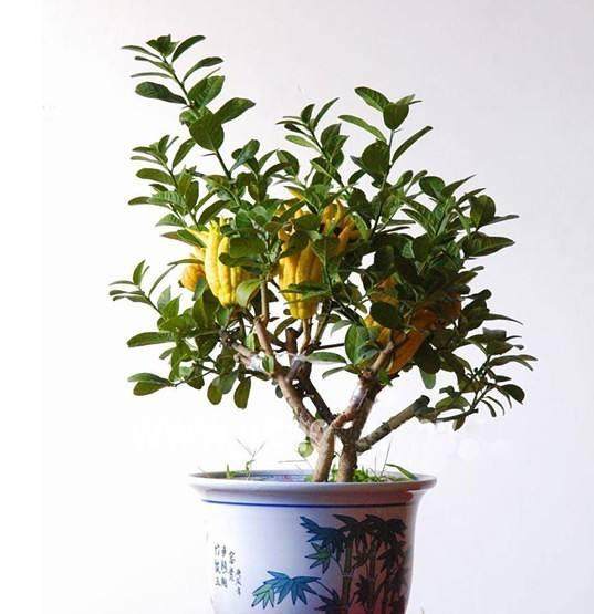 盆栽金佛手的养护&mdash;&mdash;水肥管理【图解】