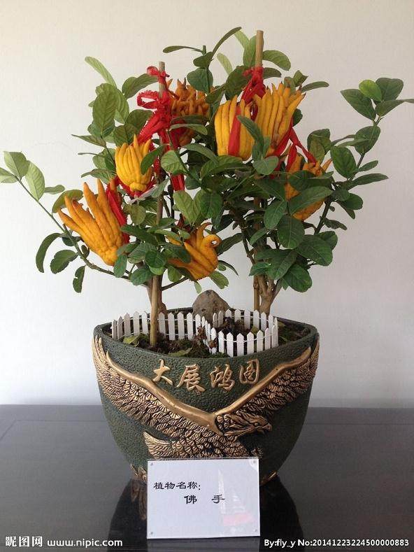 如何让盆栽月季每月开花的操作要点?【图解】