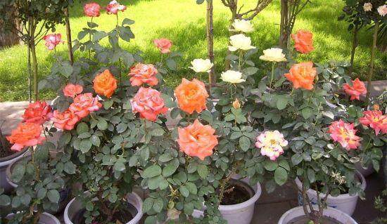 养殖月季盆栽 主要需要注意一下6个方面【图解】