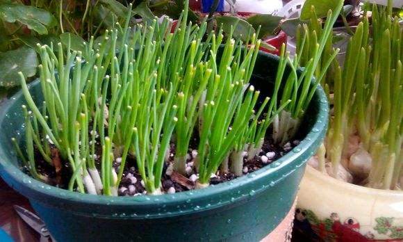教你盆栽小葱 不用再去菜市场买啦