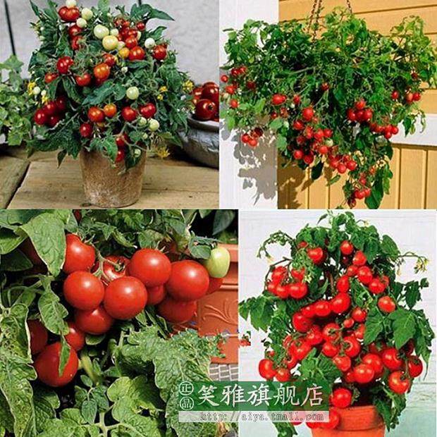 修剪盆栽桂花的2种方式【图解】