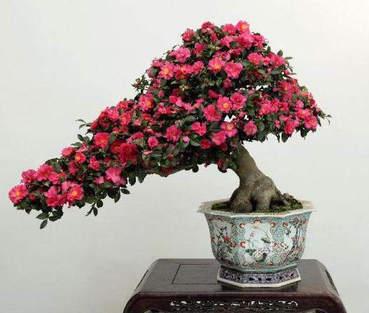 山茶花盆栽的水分条件