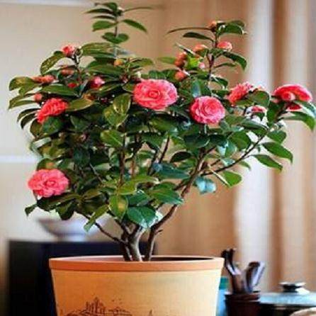 盆栽山茶花的带踵与粗干扦插繁殖法【图解】