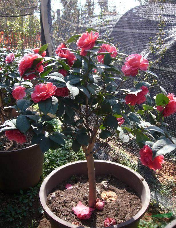 盆栽山茶花的5个养护要点【图解】