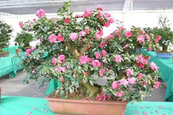 盆栽山茶花栽培技术【图解】