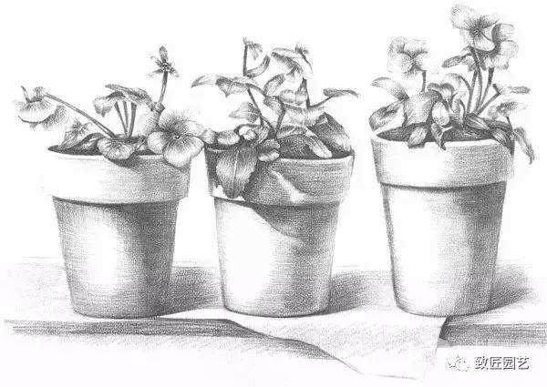 素描盆栽(盆景)的绘画教程【图解】