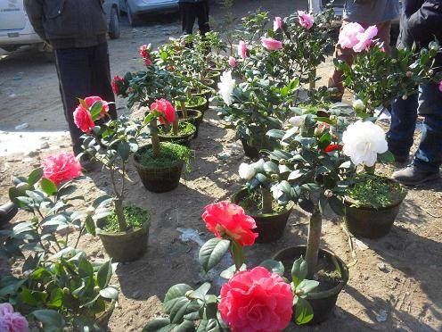 盆栽桃树容器选择及倒盆换土【图解】