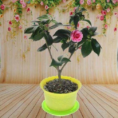 怎样养护盆栽山茶花?【图解】