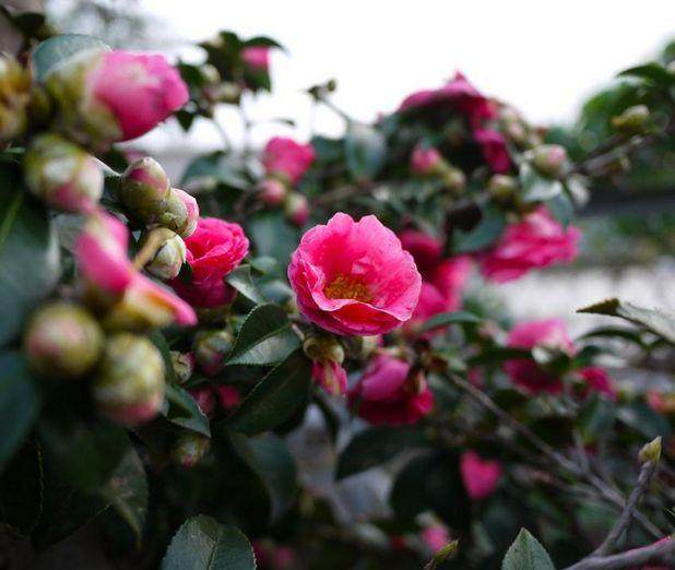 盆栽山茶花化学整形中的植物生长调节剂(上)【图解】