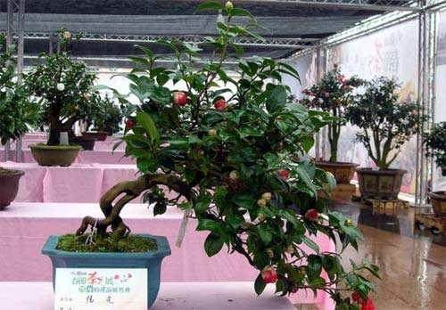 盆栽山茶花的扦插繁殖方法(下)【图解】