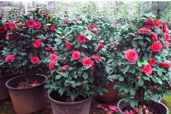 盆栽山茶花的苗木选购应注意的“四看”【图解】