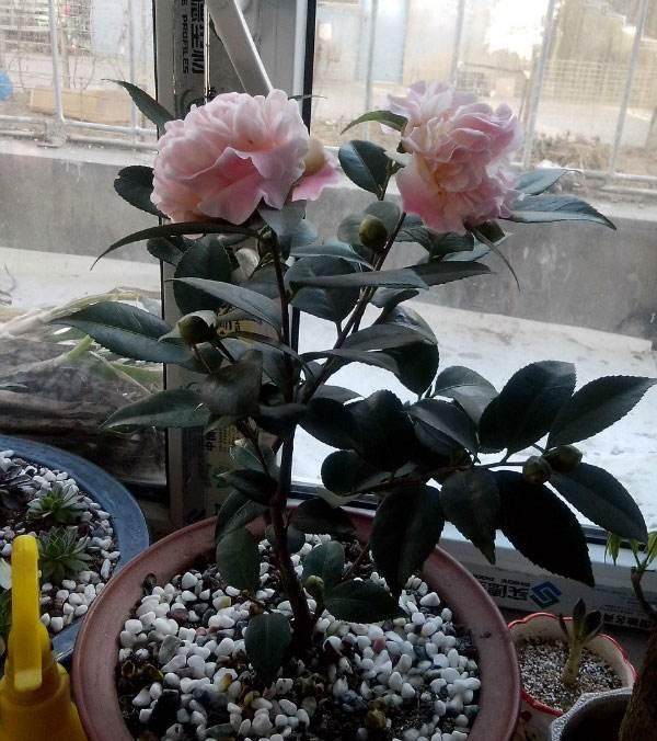 盆栽山茶花的大树砧嫁接切接法和拉皮切接法【图解】