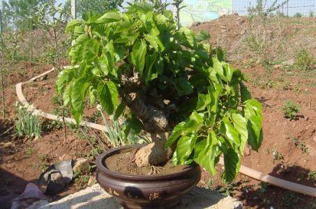 盆栽桃树的防寒越冬【图解】