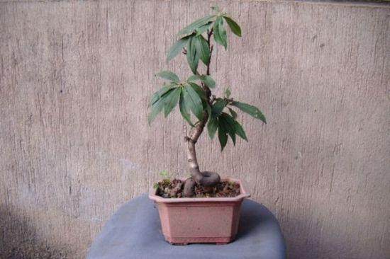 盆栽桃树的栽培技术－整形修剪【图解】