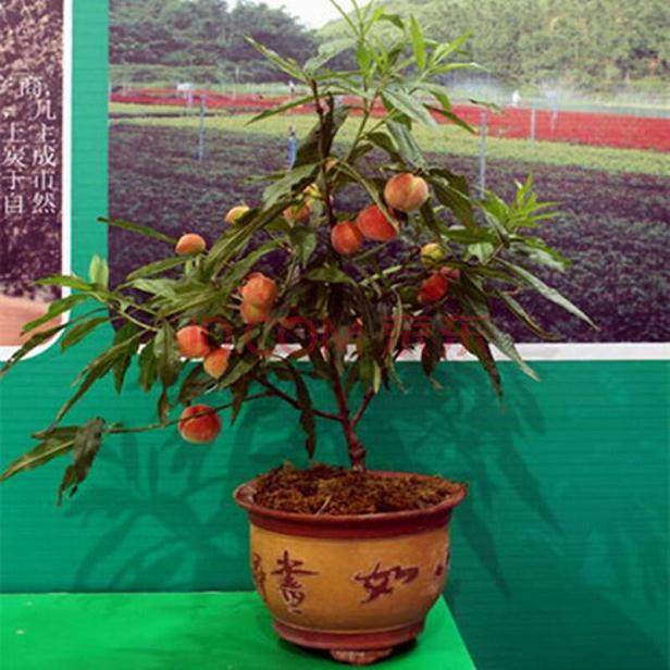 盆栽桃树的病虫害防治