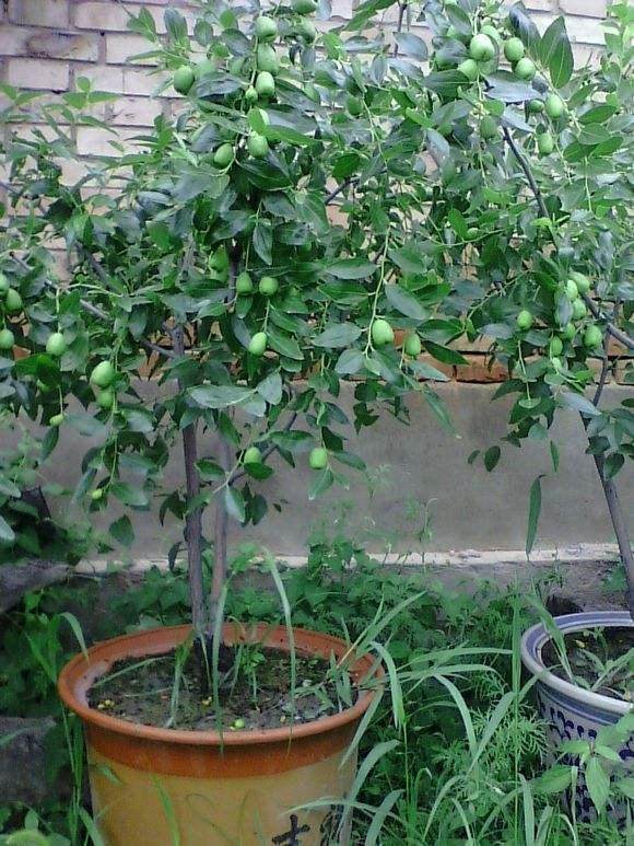 盆栽枣树如何整形修剪?【图解】