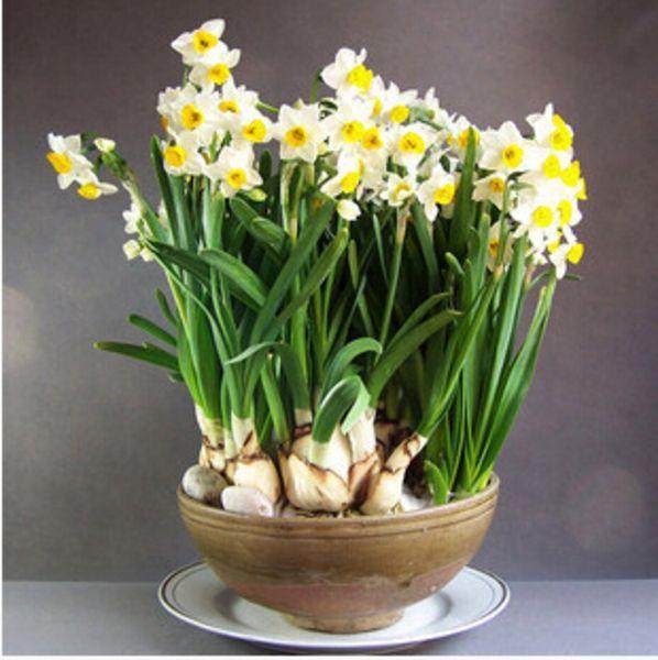 洋水仙盆栽的创意改造