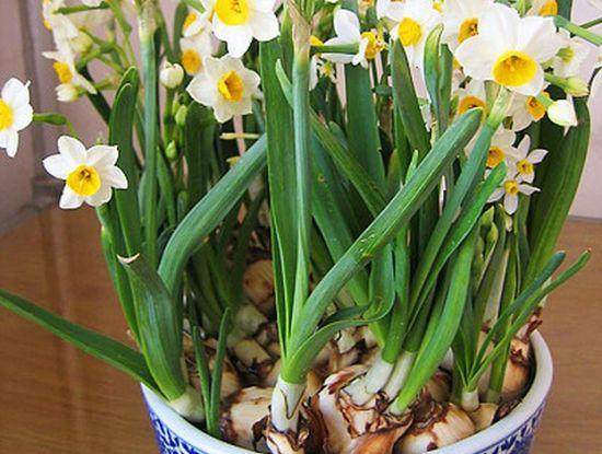 怎样控制盆栽水仙的花期?【图解】