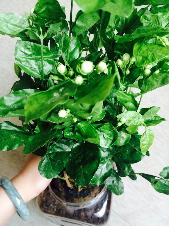 盆栽茉莉花怎么养? 茉莉花的养护方法介绍【图解】