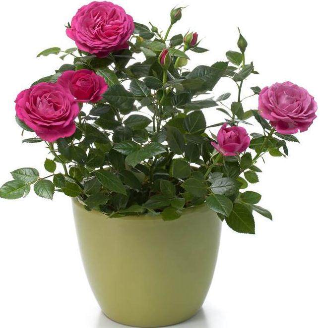 盆栽玫瑰花的种植方法【图解】