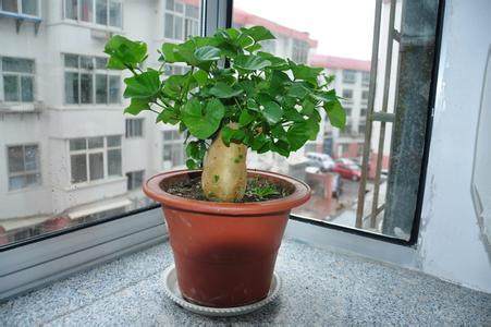 剪掉地瓜盆栽 自制绿色美味蒜蓉地瓜叶【图解】