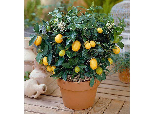 盆栽植物长不大?那是你不懂换盆!