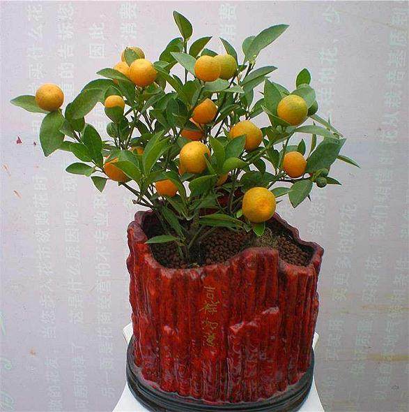 金桔盆栽扔掉可惜 自制金桔开胃又营养