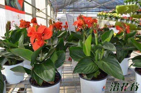 盆栽美人蕉怎么栽植施肥的方法