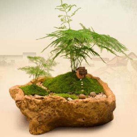 如何制作办公室的苔藓盆栽?