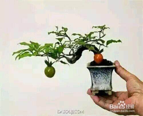 常盘柿盆栽的养植【图解】